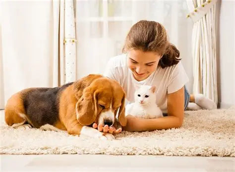 Why High-Quality Pet Products Matter for Your Furry Friends